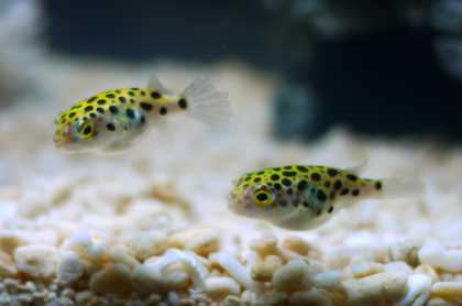 P1000436(1).jpgのサムネール画像